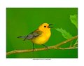 472 prothonotary warbler